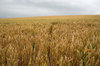 Wheatfield
