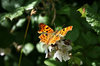 Comma