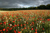 Poppy field