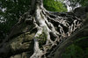 Roots