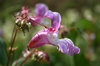 Balsam
