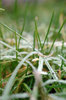 Hoar-frost serie # 1.