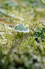 Hoar-frost serie # 3.