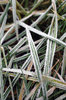 Hoar-frost serie # 5.