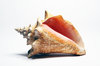 Shell # 2.