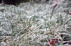 Hoar-frost serie # 6.