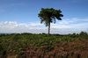 Heathland