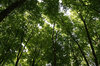 Copse