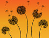 Dandelion Sunset