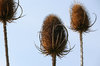 Teasels