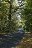 Shady lane
