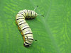 Caterpillar