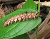 Caterpillar