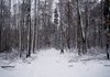 Winter forest