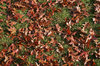 Red oak leaves