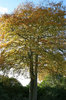 Double beech