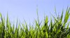 Grass
