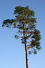 Scots pine