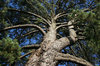 Conifer