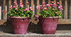 Flower pots
