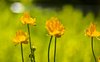 Summer nature banner