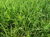 Green grass