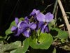 Viola