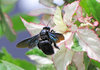 Carpenter Bee