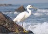 Egret Hunting