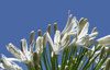 Sky Flower