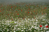 Meadow flowers