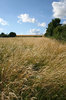 Summer grasses