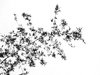 Bamboo Leaves