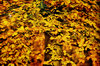 fall foliage