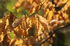 Fall foliage 2