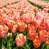 Tulip square