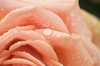 Pink rose