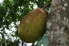 Jackfruit