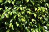 Leaves background