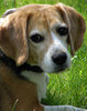 Dozer