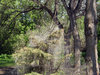 Webbed Tree