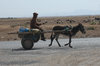 Donkey cart