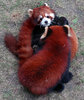 Red Panda or Lesser Panda