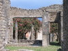 Pompeii garden