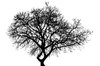 Stark Tree