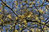 Witch hazel