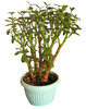 Silver Dollar Plant