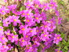 Bed of flowers