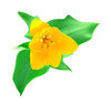 Tulip