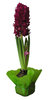 A flower in flowerpot